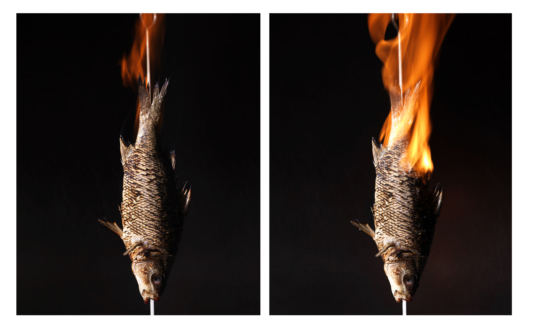 transform_fishfire.jpg